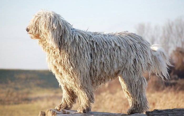 سگ کوموندور یا Komondor Dog