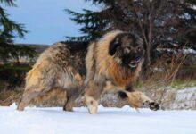 بزرگترین سگ جهان | سگ قفقازی