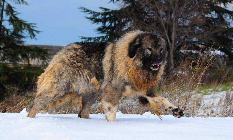 بزرگترین سگ جهان | سگ قفقازی